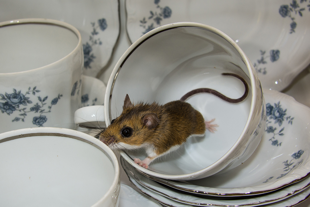 Mice pest control in meath