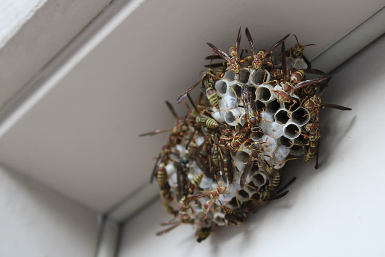 wasp nest